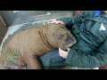 Baby Walrus Adjusts to Big City Life