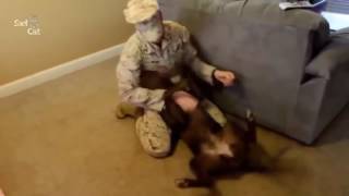 Trending Dogs Welcoming Soldiers Home Compilation NEW