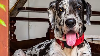 Great Dane Lifespan and Life Expectancy