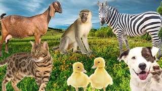 Cute little animals sounds-Cat,Goat, Duck,Dog,Monkey,Zebra and other animals sounds - Animal Moments by Animal Moments  3,654 views 2 months ago 5 minutes, 48 seconds