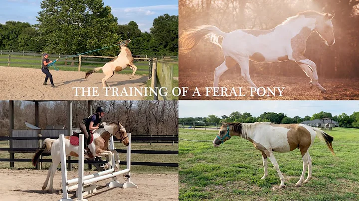 TURNING A FERAL PONY INTO A RIDING PONY: GERONIMOS...