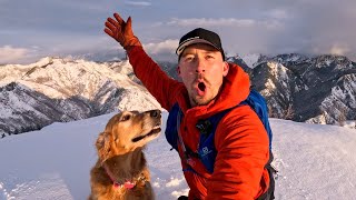 Golden retrievers love the snow! | Nala stomps on mountain tops