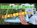 山菜を最低10種類採るまで探し続けてみたら！衝撃の結末に！