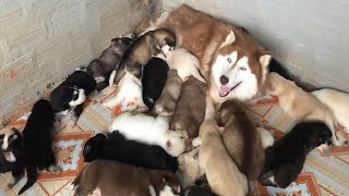 Max Milo Lover: Husky puppies and Golden Dogs 30 puppies, raising dogs at home, cute puppies 2024,
