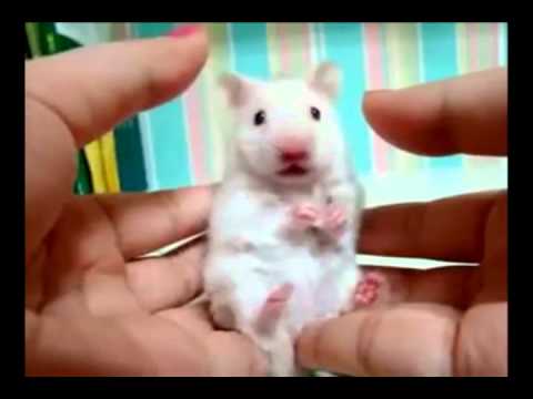 Dramatic Animals