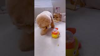 MAAH 강아지 오리 푸드트리 노즈워크 장난감 #애견용품#강아지용품