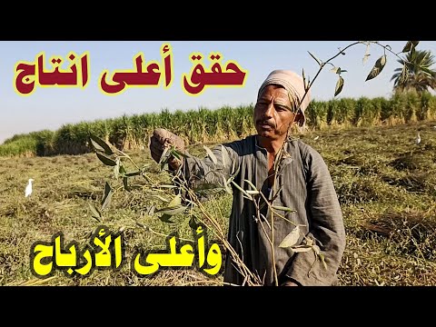 زراعة الملوخية كم انتاج فدان الملوخية وكم الارباح