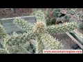 Lzarder au soleil et regarder agave cylindropuntia echinocereus sedum   janv 24