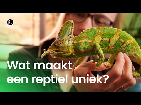 Video: Heeft een reptiel een ruggengraat?