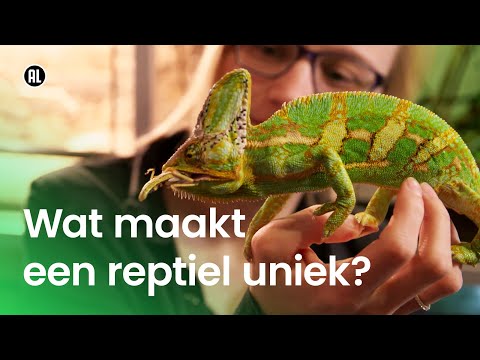 Video: Wat maakt Chapman uniek?