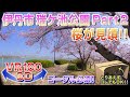 【VR180 3D】2022年の桜!! 伊丹市 瑞ケ池公園 Part2＜ゴーグル必須・立体視＞