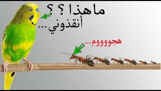 من أين يأتي النمل..؟؟  وكيف نحمي طيورنا منه..؟؟