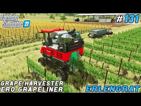 Efficiency In The Vineyard: Grape Harvesting With A Combine | Erlengrat Farm | Fs 22 | Timelapse131