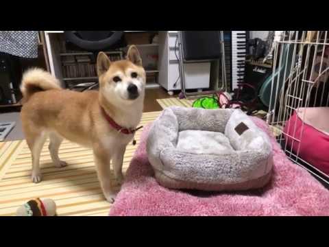 柴犬小春　深夜には美味しい話ライブ