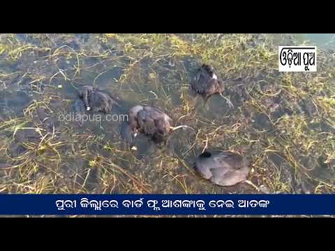 ପୁରୀ ଜିଲ୍ଲାରେ ବାର୍ଡ ଫ୍ଲୁ ଆଶଙ୍କା ଙ୍କୁ ନେଇ ଆତଙ୍କ