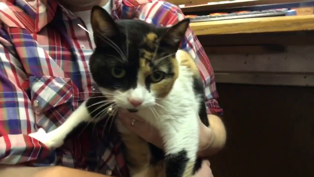 camera iphone 8 plus apk Calli the Curious Calico Needs a Home
