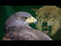 A Hawk In Wolf&#39;s Clothing: When Predators Mimic Techniques | AERIAL ASSASSINS | Real Wild