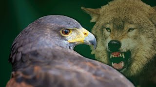A Hawk In Wolf's Clothing: When Predators Mimic Techniques | AERIAL ASSASSINS | Real Wild