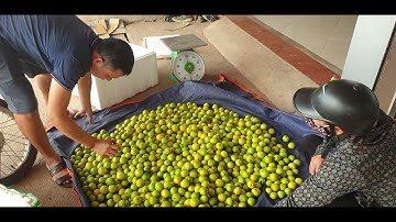 Táo Đầu Vàng Đầu Mùa Sinh Vật Lạ Quá Mà Giá Vẫn 20k  l Núi Đồi Lục Ngạn