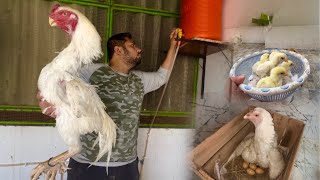 Humaray Master Cage ko Control Shed May Badal Dia,How to fix Automatic Water system in Hen cage, Hsn by HSN Entertainment 10,661 views 1 month ago 8 minutes, 20 seconds