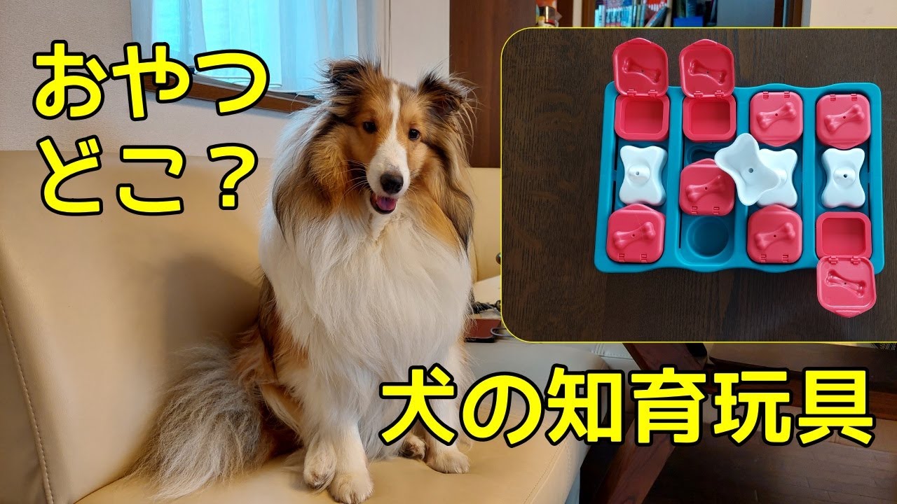 シェルティと知育玩具：ニーナオットソン ドッグブリックに挑戦 - YouTube