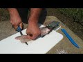 HOW TO FILLET BLUEGILL THE EASY WAY FISH