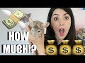 PET CHINCHILLAS | HOW MUCH DO THEY COST? | PETS