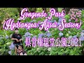 Gongendo Park (Hydrangea / Ajisai Season) @ Satte Saitama Japan - 県営権現堂公園 2021