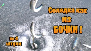 Селедка как из бочки. Рыбалка 2022