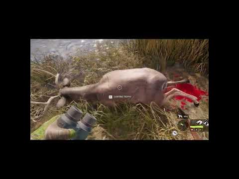 2 Gold Deers - Grinding for White Tail Deer Great One - Call of the Wild #shorts - YouTube
