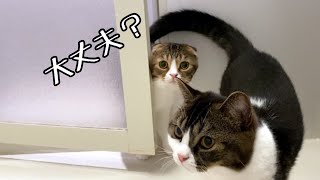 暑い日でもママを心配してお風呂まで入ってきちゃう親子猫