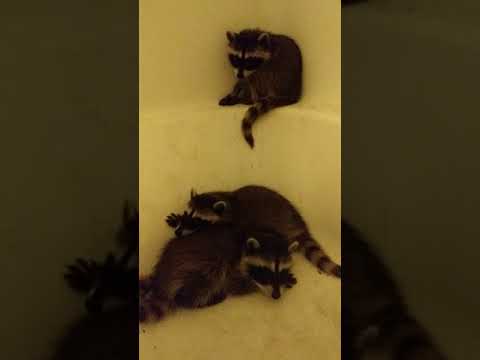 "What Do Californian Raccoons Do In 100 degree heat?"