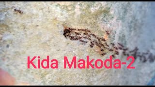 Kida Makoda-2 #kidamakoda