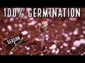 New germination method we had 100 success