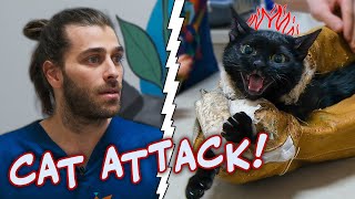 Кот напал на ветеринара! (Сильный кот пытается сбежать!) | нападение кошки