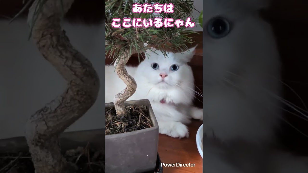 Fuku-chan is so adorable when she pushes away the treats she doesn