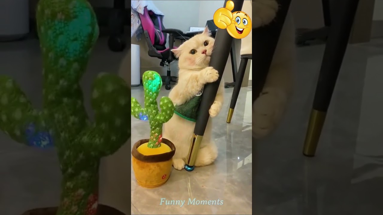 Funniest Animals 2023 Funny Cats