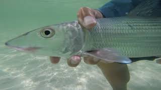 Bonefish release (how to improve survival) 2018
