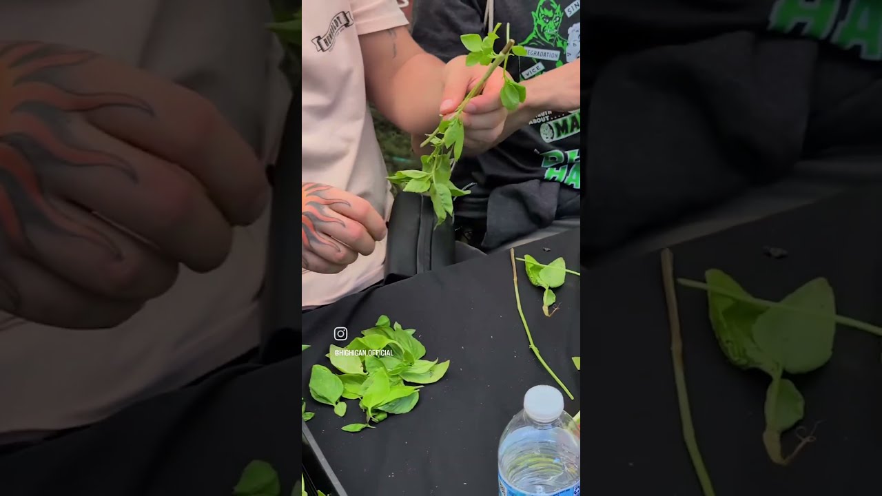 Emerald Legends Day 1 Humboldtseedcompany