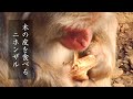 木の皮を食べるニホンザル