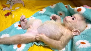 Baby monkey Miker drink milk  and have a nap with mommy