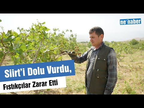 Siirt’i Dolu Vurdu, Fıstıkçılar Zarar Etti