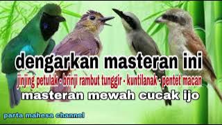 Kompilasi Masteran Cucak ijo  || Jinjing petulak - Brinji tunggir - Kuntilanak - Pentet macan ||