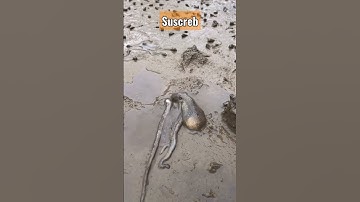 Thumbnail of kehebatan gurita bersembunyi di lubang kecil #shorts #ikan #viral