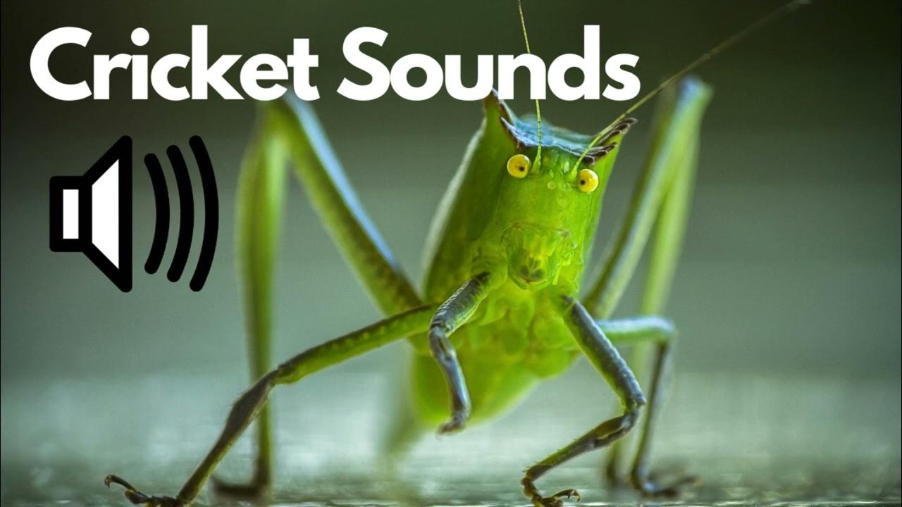 Cricket Sound Effects No Copyright YouTube