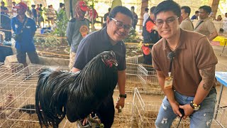 The Best of the Best Fancy Chicken at Zoocobia Bird Park Clark!