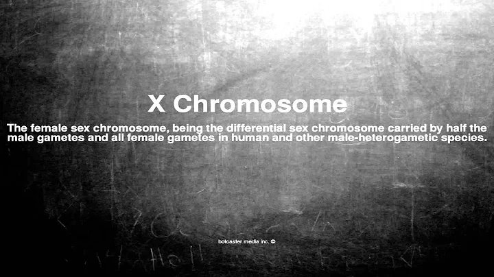 Medical vocabulary: What does X Chromosome mean