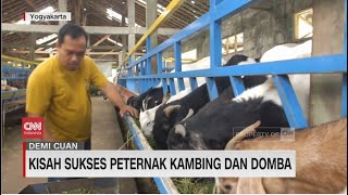 Kisah Sukses Peternak Kambing Dan Domba