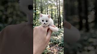Your finger-sized pets🐱 #viduai #creativity #vidu #aigenerated