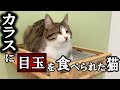カラスに目をつつかれ全盲となった元野良猫